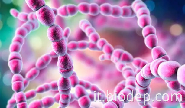 Streptococcus thermophilus